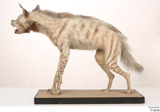 Striped Hyena Hyaena hyaena whole body 0005.jpg